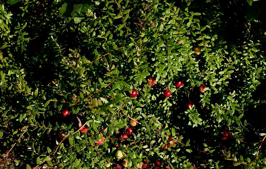 Vaccinium macrocarpon