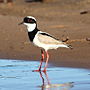 Миниатюра для Файл:Vanellus cayanus Pied Lapwing.JPG