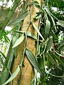 Vanilla planifolia