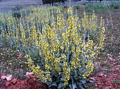 Verbascum sinuatum habitusCampoCalatrava.jpg