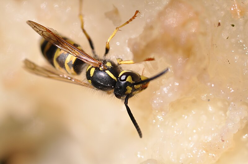 File:Vespula vulgaris 1.JPG