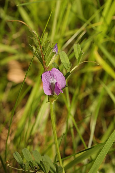 File:Vicia sativa 202494669.jpg