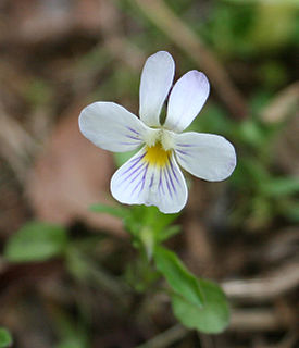 <i>Viola bicolor</i> Species of flowering plant