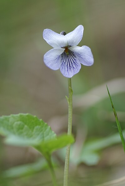 File:Viola epipsila (cropped).JPG