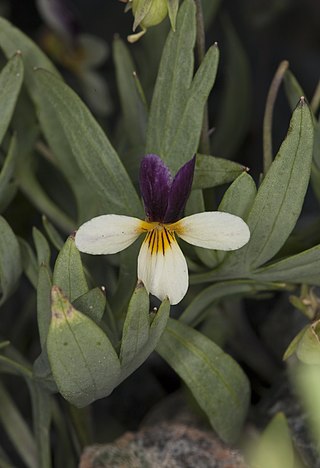 <i>Viola hallii</i> Species of flowering plant