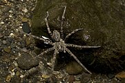 Dolomedes III by Bryce McQuillan