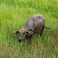 * Nomination Water buffalo calf in Cambodia. --Dmitry Makeev 00:10, 26 May 2019 (UTC) * Promotion Good quality. -- Johann Jaritz 00:37, 26 May 2019 (UTC)