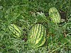 Watermelons1.JPG