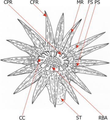 File:Weltrichia diagram.png