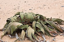 Welwitschia mirablis-1397 - Flickr - Ragnhild & Neil Crawford.jpg