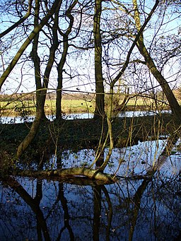 Wetlands, Riverside Park - geograph.org.uk - 288864