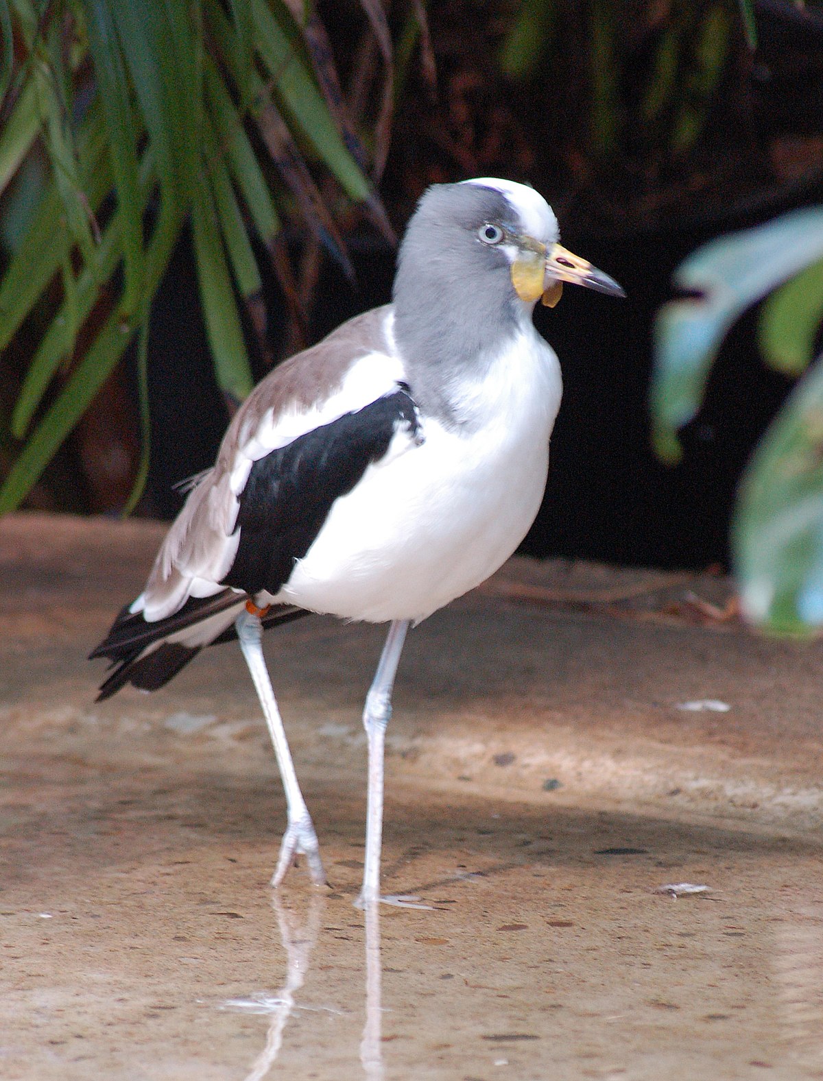 https://upload.wikimedia.org/wikipedia/commons/thumb/5/50/White-crowned_Plover_Vanellus_albiceps_Front_1750px.jpg/1200px-White-crowned_Plover_Vanellus_albiceps_Front_1750px.jpg