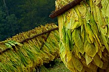 Harvested white burley in Cincinnati, Ohio White Burley 2.jpg