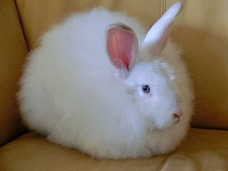 different types of angora rabbits