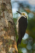 White Woodpecker - Pantanal MG 8994 (16223107320).jpg