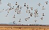 Sandhill cranes at Whitewater Draw