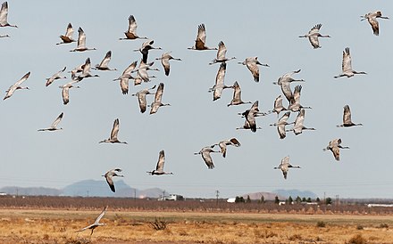 Sandhill cranes at Whitewater Draw