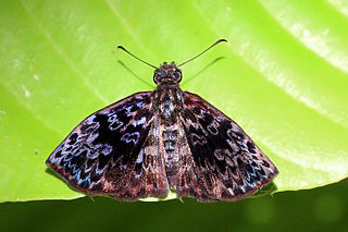 <i>Cycloglypha</i> Genus of butterflies