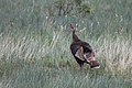 Wild Turkey in Grass (7752d4a9-5238-4580-9106-53902a5fa189).JPG