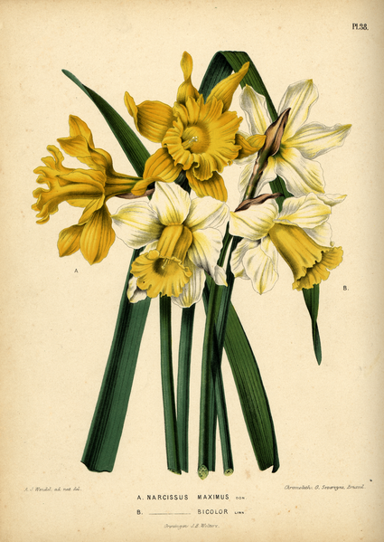 File:WitteHeinrichFlora1868-038-Narcissus hispanicus.png