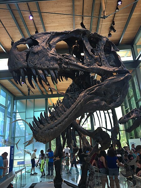 Tập_tin:Witte_Museum_Acrocanthosaurus.jpg