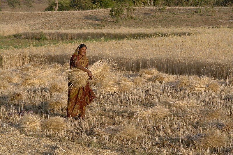File:Woman harvesting wheat, Raisen district, Madhya Pradesh, India.jpg
