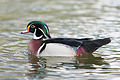 Image 30 Wood Duck Photograph: David Iliff The Wood Duck (Aix sponsa) is a species of duck, with adults averaging 47 to 54 cm (19 to 21 in) in length with a wingspan of 66 to 73 cm (26 to 29 in). Owing to their attractive colouration, the ducks have often been brought to Britain from their native North America; this specimen was photographed at St. James's Park in London. More selected pictures