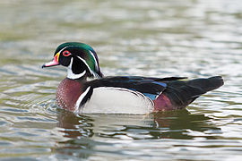 Wood Duck 2, St James's Park, London - April 2012