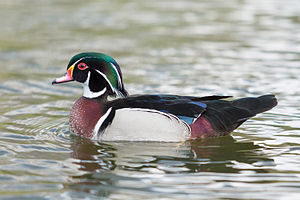 Wood Duck 2, St James's Park, London - April 2012.jpg