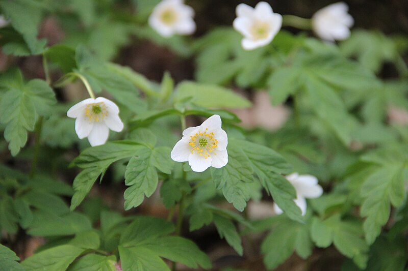 File:Wood anemone - Anemone nemorosa - panoramio (1).jpg