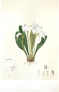 Masdevallia tovarensis