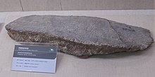 Plate of W. homheni, Paleozoological Museum of China Wuerhosaurus-Paleozoological Museum of China.jpg