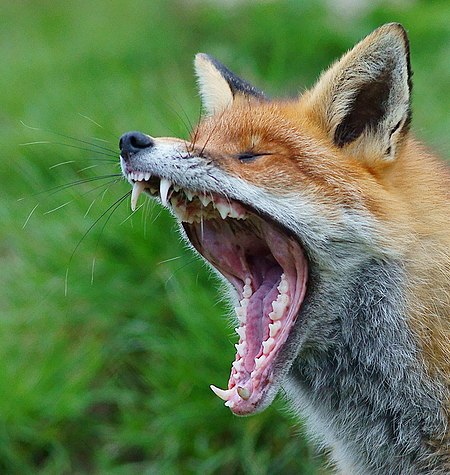 Tập_tin:Yawning_red_fox.jpg