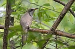 Thumbnail for File:Yellow-billed Cuckoo (17186045910).jpg