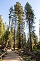 * Nomination Mariposa Grove of Giant Sequoias in Yosemite National Park, California, USA --XRay 00:27, 12 November 2022 (UTC) * Promotion  Support Good quality -- Johann Jaritz 02:57, 12 November 2022 (UTC)
