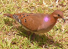 The ubiquitous Zenaida dove is found throughout the island Zenida aurita3 st lucia.jpg