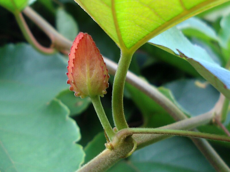 File:(Thunbergia grandiflora) Flower bud at Shivaji Park 02.jpg