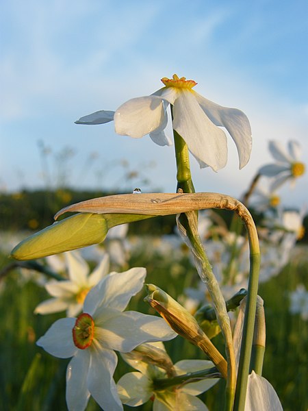 Файл:Долина нарцисів 2010 04160220.JPG