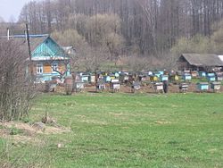Biškopja saimniecība Kamenkas ciemā