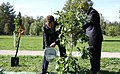 Дерево, посаженное Президентом РФ Д. А. Медведевым