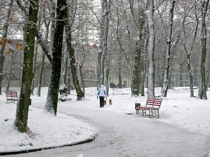 File:Тернопіль - Старий парк - Жінка вигулює собак під час снігопаду - 22111137.jpg