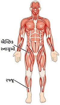 માનવ શરીર નું સ્નાયુ તંત્ર