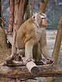 ลิงกัง สวนสัตว์เชียงใหม่ Pig-tailed Macaque in Chiang Mai Zoo (3).jpg