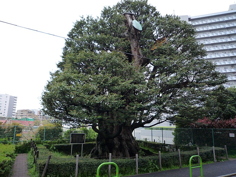 File:旧細川邸のシイ 20080413 - panoramio.jpg