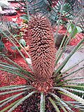 Thumbnail for Cycas cairnsiana