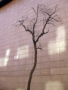 Ginjoler de l'ex-rector, remembrance tree at Plaça Joaquim Xirau Photographer: Enfo