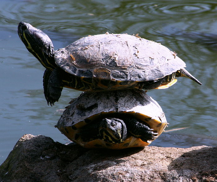 Lent comme une tortue dans le soleil