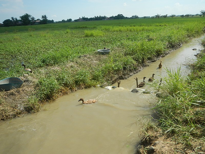 File:0891jfDulong Malabon Inaon Pulilan Bulacan Landmarksfvf 20.jpg