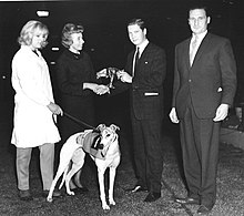 1962 Puppy Derby final Mrs Cearns.jpg