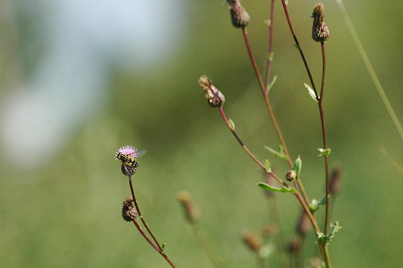 File:2009-09-12 (80) Cirsium arvense.jpg